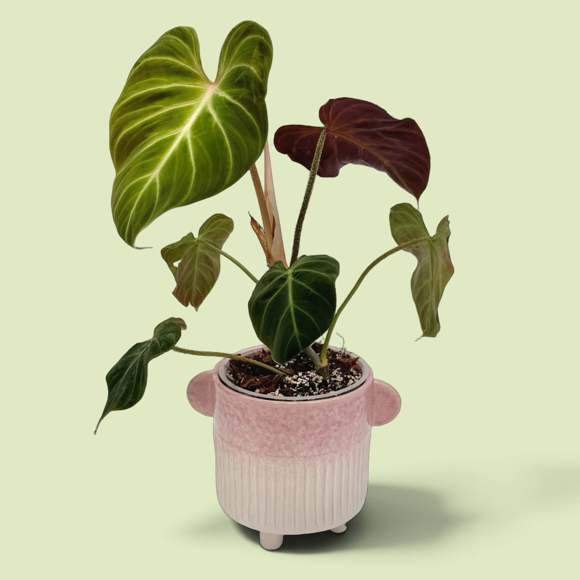 Philodendron verrucosum in einem rosa Keramiktopf mit Henkeln und Füßchen: ein großes hellgrünes Blatt mit weißen Adern, ein dunkelrotes junges Blatt und ein samtig dunkelgrünes Herzblatt