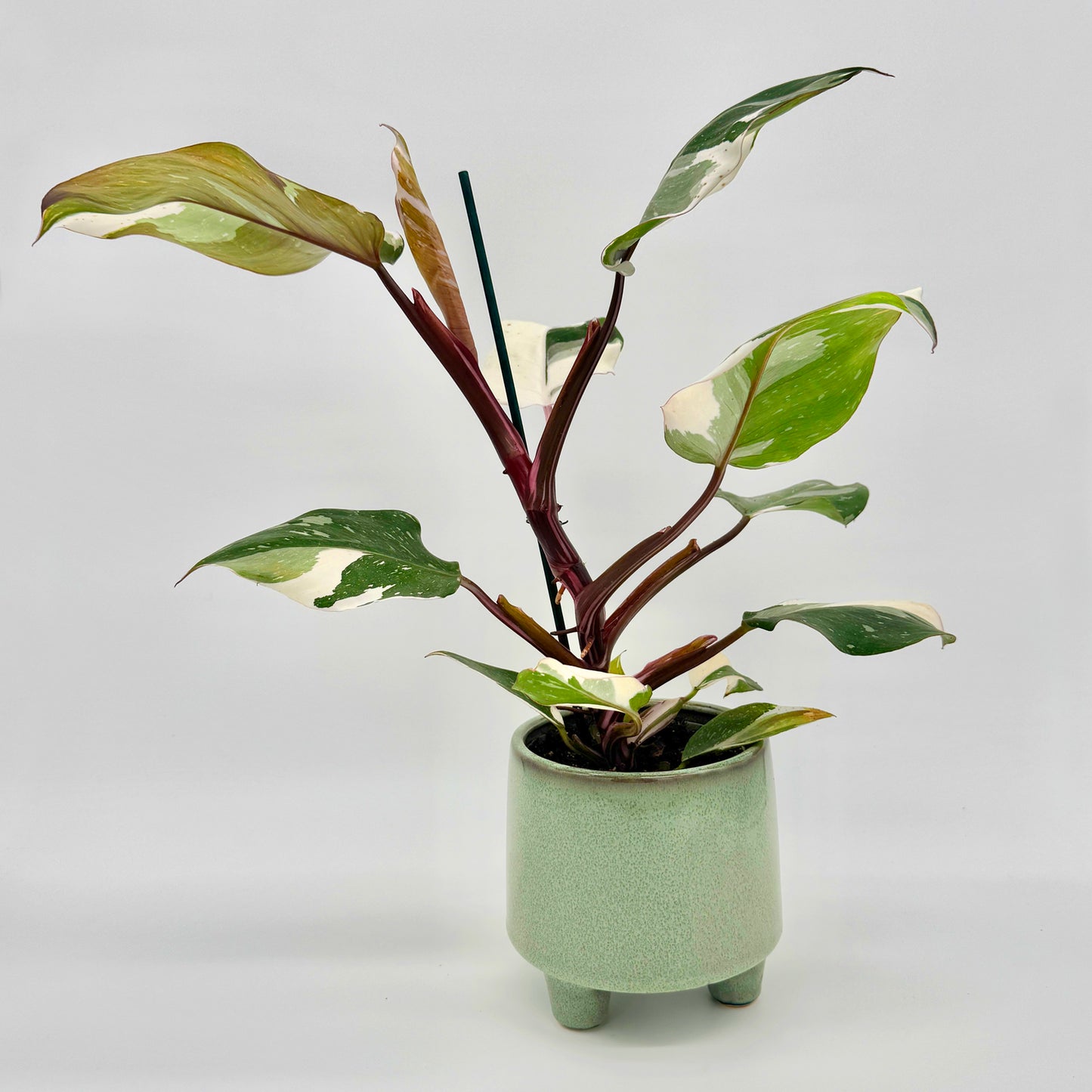 Philodendron White Knight in grünem Keramiktopf auf drei Beinen, mit mehreren weiß-grün panaschierten Blättern und burgunderroten Stielen – tropische Rarität und beliebte Variegata aus dem Sortiment von Berlinplant.