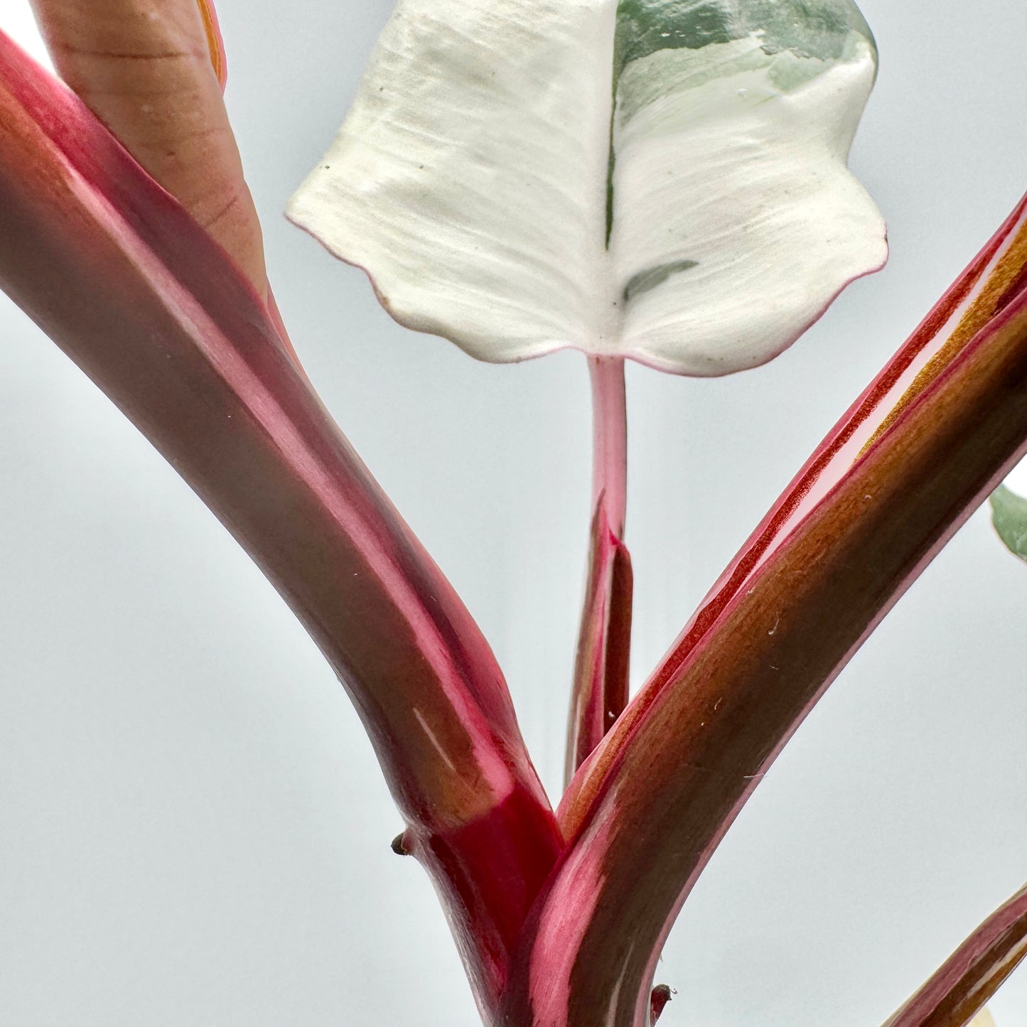 Junge Triebe und Blätter des Philodendron White Knight mit weißen und grünen Farbverläufen sowie rotbraunen Blattstielen, fotografiert vor neutralem Hintergrund – außergewöhnliche Variegata für Sammler seltener Philodendren von Berlinplant.