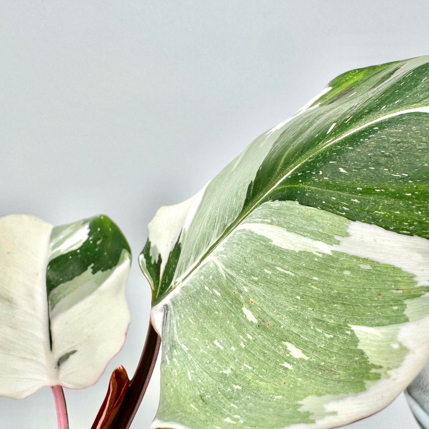 Philodendron White Knight mit großem, halbgrünem und halbweißem Blatt in Nahaufnahme, fein marmoriert mit hellen Sprenkeln – edle Sammlerpflanze mit auffälliger Variegation, exklusiv erhältlich bei Berlinplant.