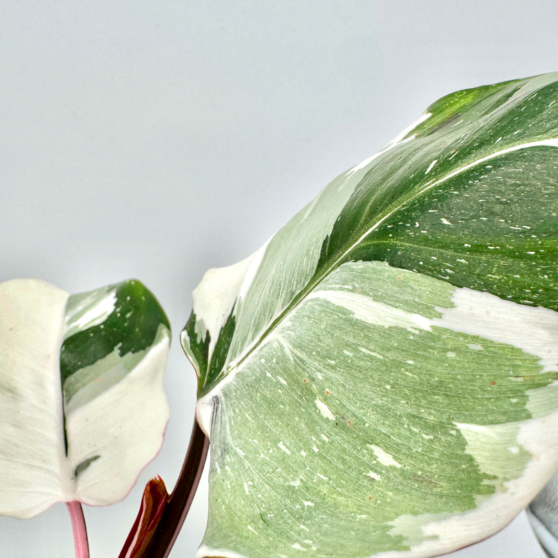 Philodendron White Knight mit großem, halbgrünem und halbweißem Blatt in Nahaufnahme, fein marmoriert mit hellen Sprenkeln – edle Sammlerpflanze mit auffälliger Variegation, exklusiv erhältlich bei Berlinplant.