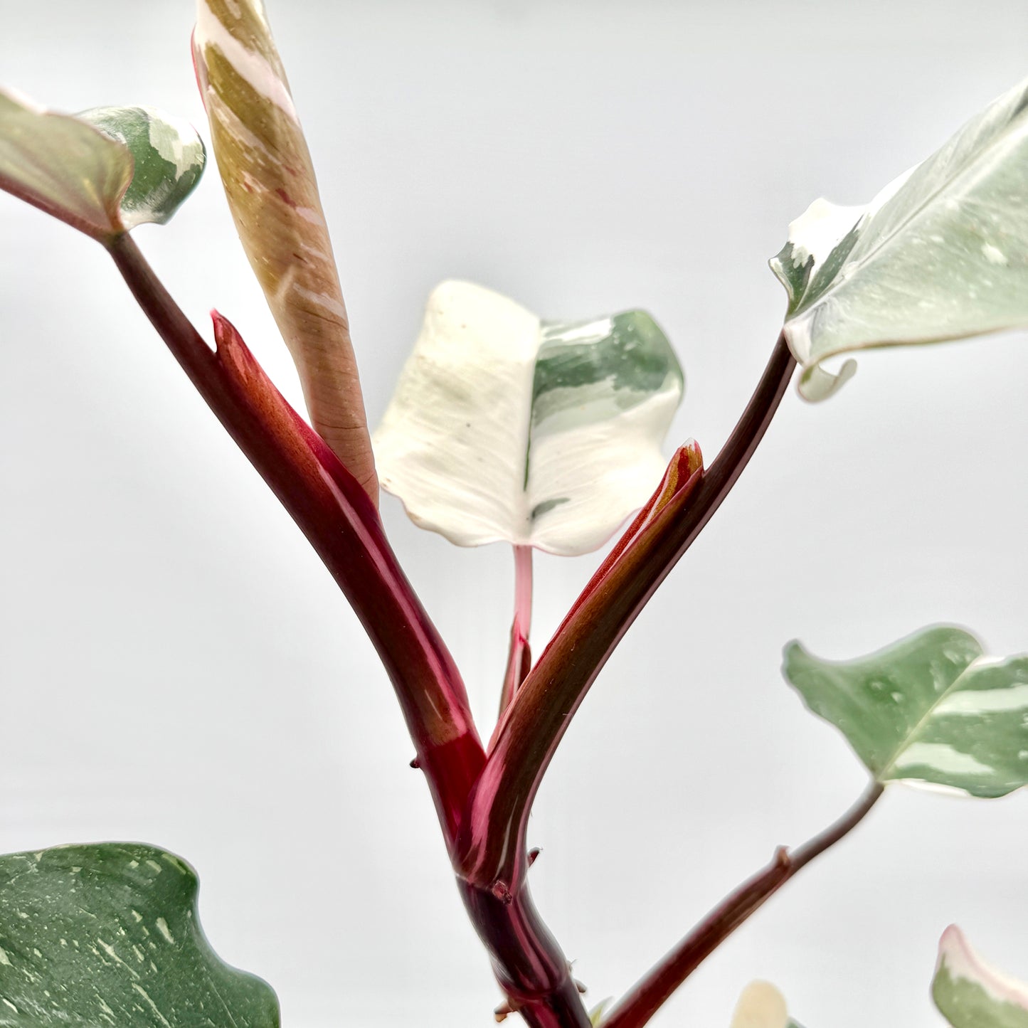 Nahaufnahme der rötlich-braunen Stiele und eines weiß-grün panaschierten Blatts des Philodendron White Knight – seltene variegierte Philodendron-Art mit kräftigem Wuchs und kontrastreicher Färbung, fotografiert vor hellem Hintergrund aus dem Berlinplant-Shop.