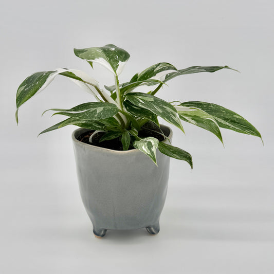 Philodendron White Princess