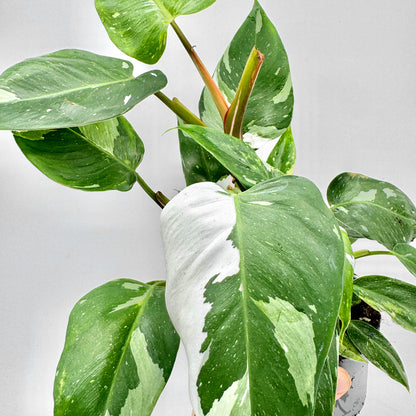 Philodendron White Princess mit großen, grün-weißen panaschierten Blättern und zartrosa Stielen, fotografiert in Nahaufnahme vor hellem Hintergrund – seltene, variegierte Philodendron-Rarität aus dem Sortiment von Berlinplant.