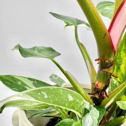 Detailaufnahme des Philodendron White Princess mit kräftigem Stiel in Rosa und grünen Blättern mit weißer Marmorierung, eingetopft in hellem Gefäß – tropische Sammlerpflanze und beliebte Variegata von Berlinplant.