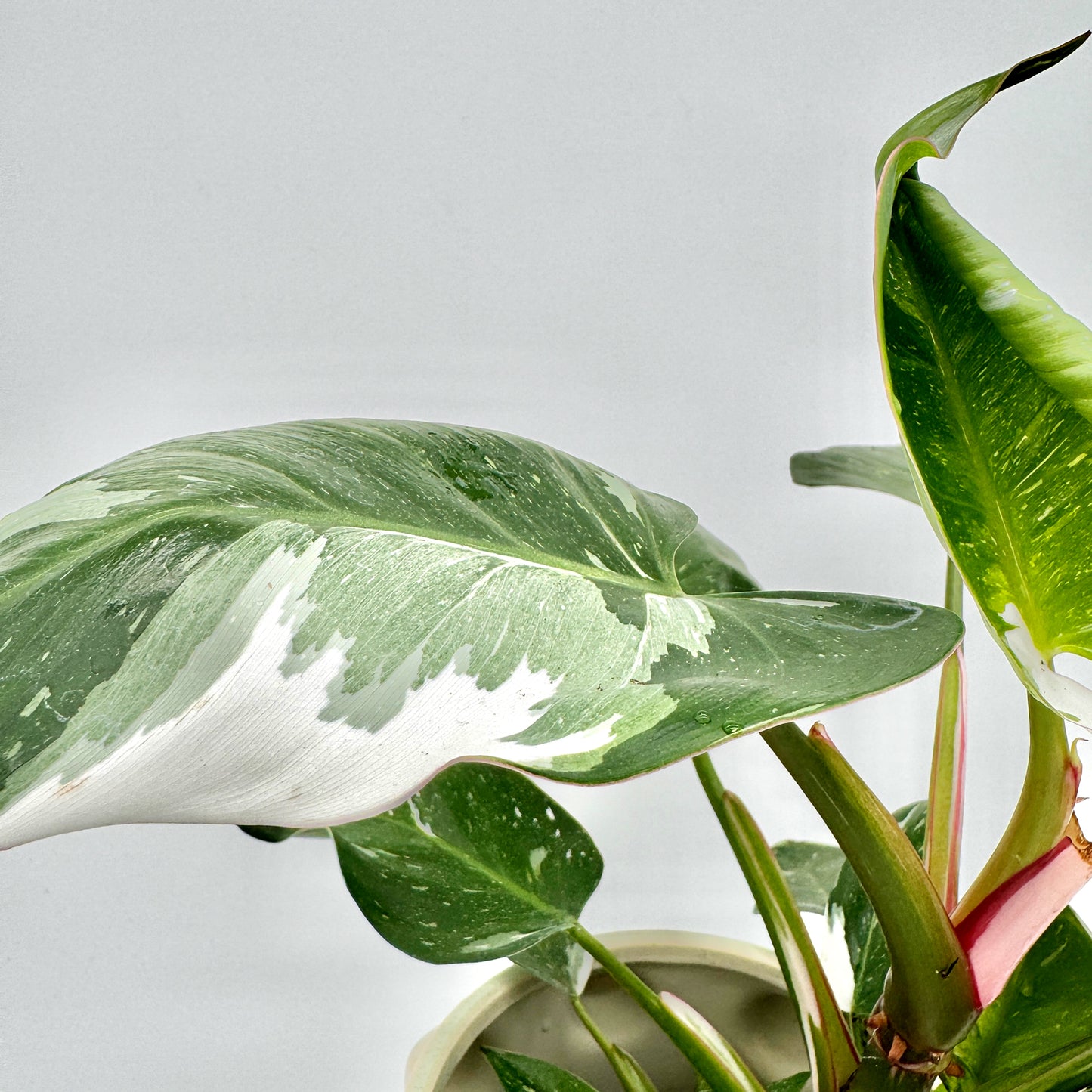 Großes, teils weißes, teils grünes Blatt des Philodendron White Princess mit sanftem Farbverlauf und glatter Oberfläche, vor neutralem Hintergrund – auffällige Zimmerpflanze und Rarität aus dem Berlinplant-Shop.