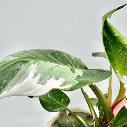 Großes, teils weißes, teils grünes Blatt des Philodendron White Princess mit sanftem Farbverlauf und glatter Oberfläche, vor neutralem Hintergrund – auffällige Zimmerpflanze und Rarität aus dem Berlinplant-Shop.