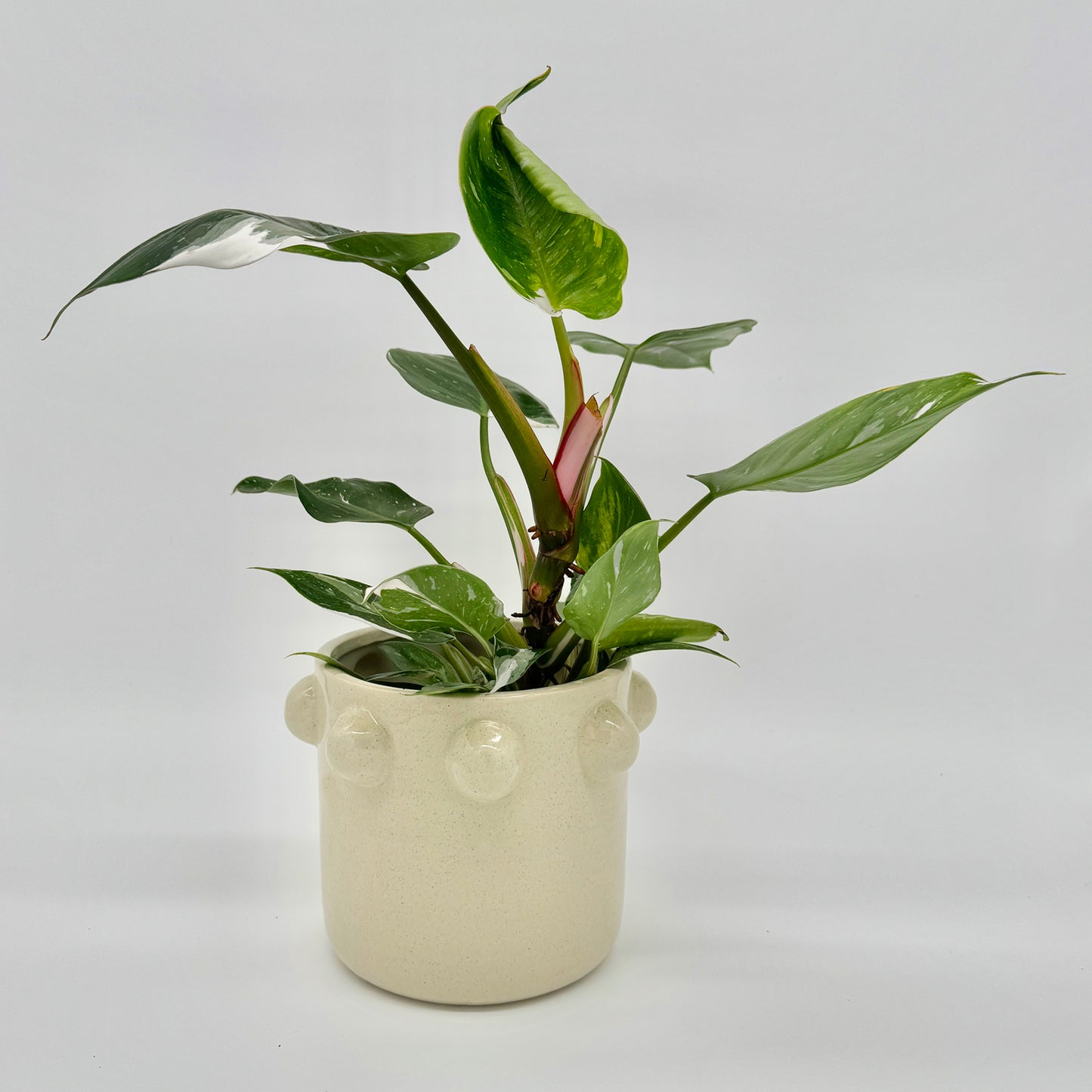 Philodendron White Princess mit mehreren panaschierten Blättern in Weiß und Grün, getopft in modernem, cremefarbenem Keramiktopf mit runden Akzenten – elegante Philodendron-Rarität und tropisches Must-have von Berlinplant.