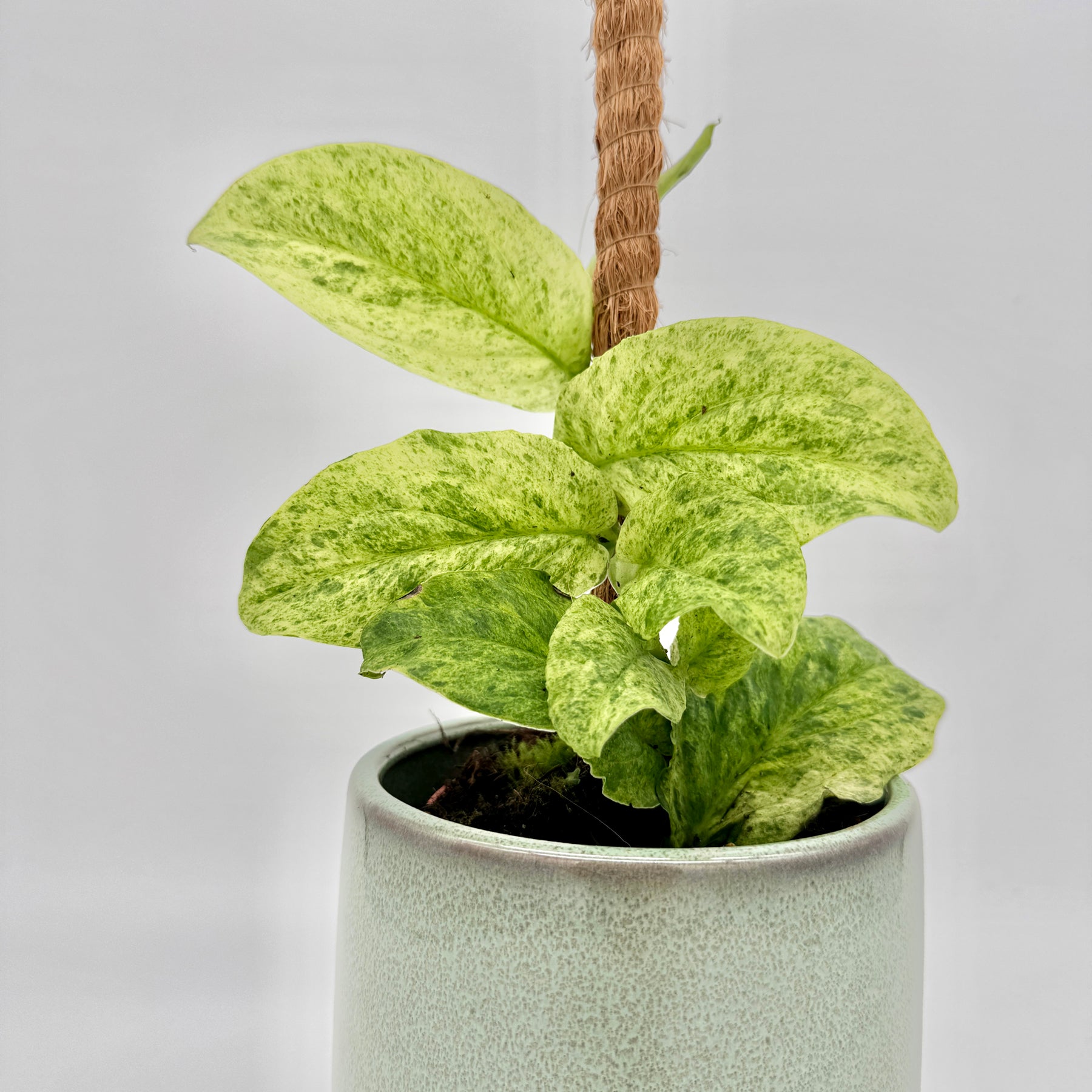 Detailaufnahme der Rhaphidophora korthalsii Marble Aura mit dichtem Blattwerk in zarten Gelb- und Grüntönen, die elegante Maserung und gesunde Struktur der Blätter klar sichtbar.
