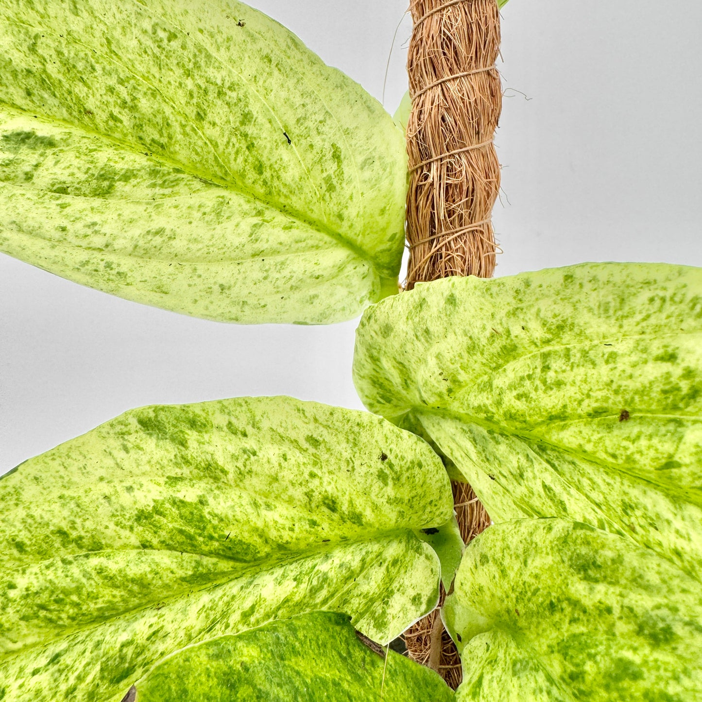 Nahaufnahme der großflächigen, hell marmorierten Blätter der Rhaphidophora korthalsii Marble Aura entlang einer aufrechten Kokosfaserstütze vor hellem Hintergrund.