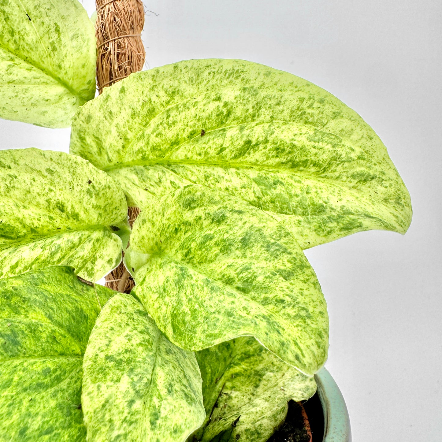 Nahansicht der gelbgrün gesprenkelten Blätter der Rhaphidophora korthalsii Marble Aura, sanft strukturiert und leicht glänzend vor einem gleichmäßig hellen Hintergrund.