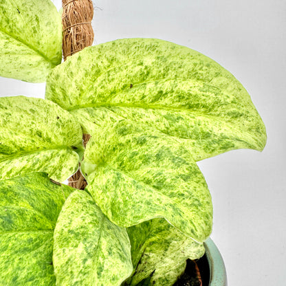 Nahansicht der gelbgrün gesprenkelten Blätter der Rhaphidophora korthalsii Marble Aura, sanft strukturiert und leicht glänzend vor einem gleichmäßig hellen Hintergrund.