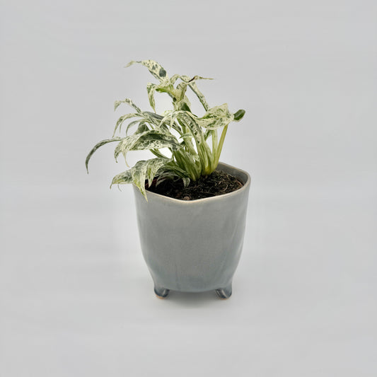 Rhaphidophora puberula variegata