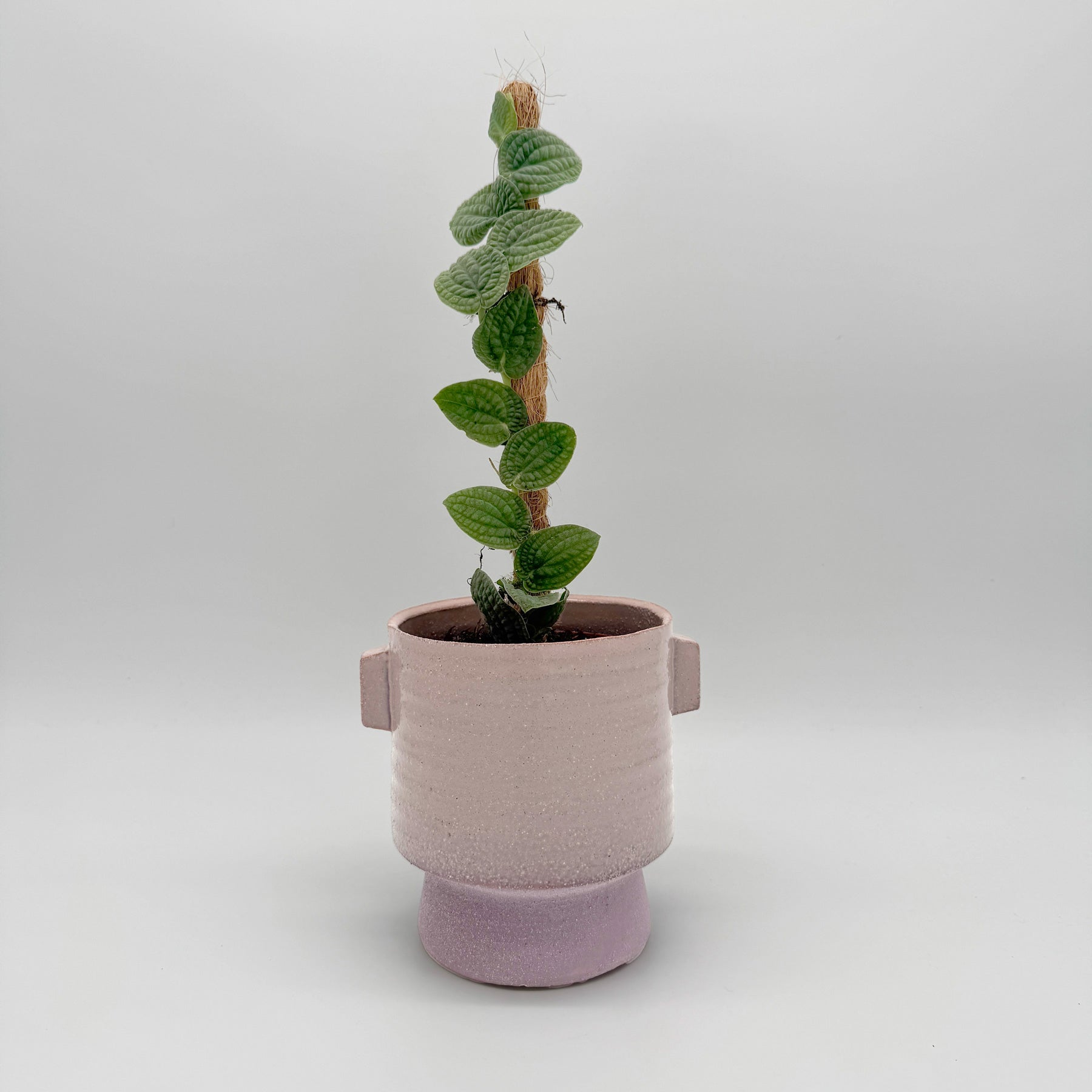 Rhaphidophora tenuis Silver mit aufrechter Ranke an einer Moosstange, kleine grün-silbrige Blätter mit markanter Struktur, präsentiert vor hellem Hintergrund in einem rosafarbenen Übertopf mit matter Oberfläche.