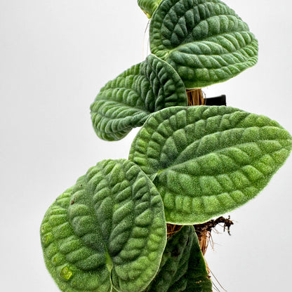 Nahaufnahme der Rhaphidophora tenuis Silver zeigt samtige, stark geäderte Blätter in intensiven Grüntönen mit silbrigem Schimmer und feiner Blattstruktur, gestochen scharf vor neutralem Hintergrund fotografiert.