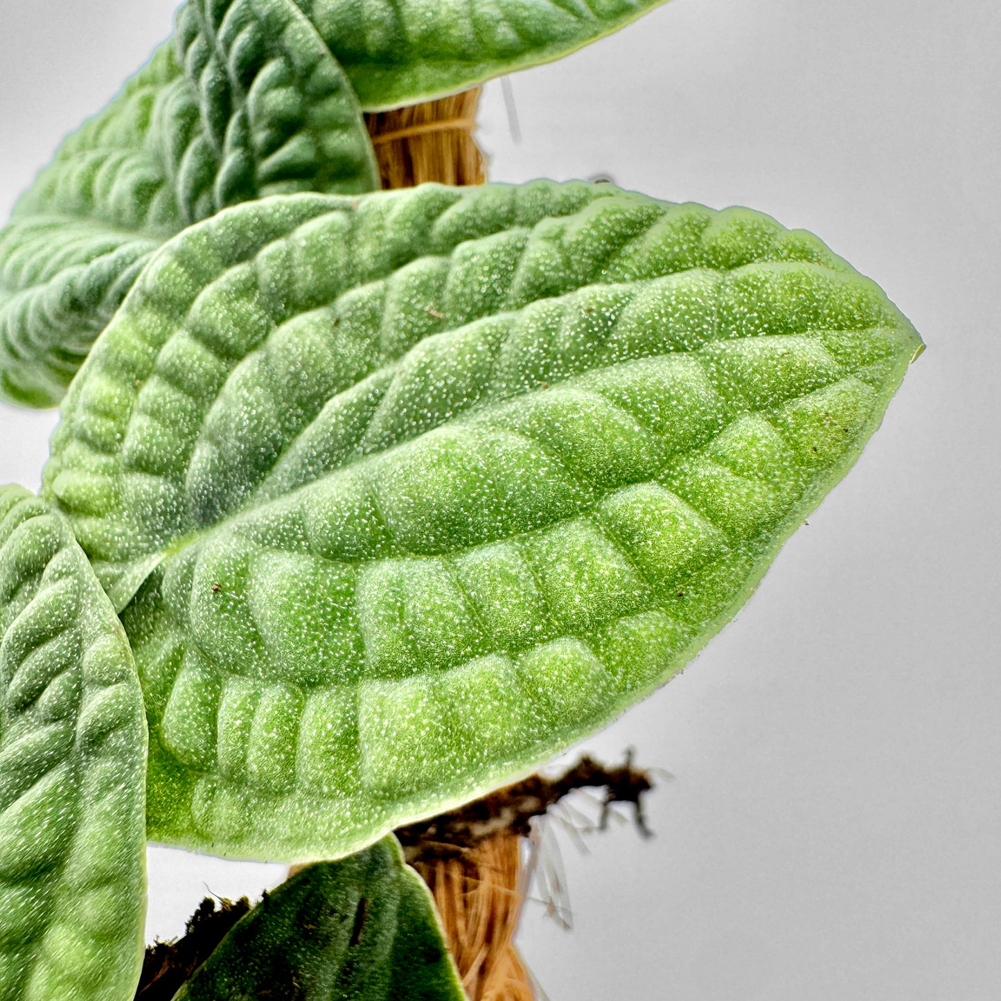 Detailaufnahme eines hellgrünen, leicht silbrig schimmernden Blatts der Rhaphidophora tenuis Silver mit feiner Textur und erhabener Blattaderung, deutlich sichtbar vor hellem Hintergrund.