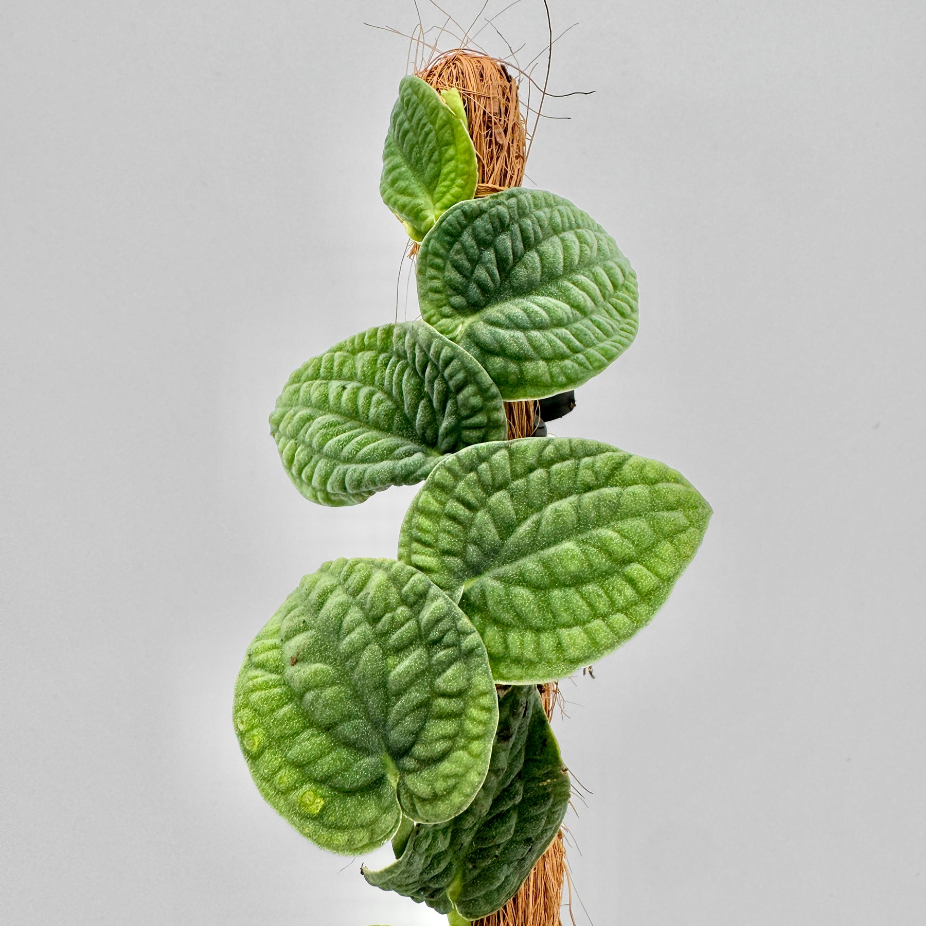 Vertikale Aufnahme der Rhaphidophora tenuis Silver mit mehreren dicht angeordneten, strukturierten Blättern entlang einer Moosstange, fotografiert vor schlichtem, hellgrauem Hintergrund für klare Produktdarstellung.