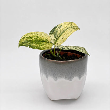 Scindapsus Jade Satin Marble