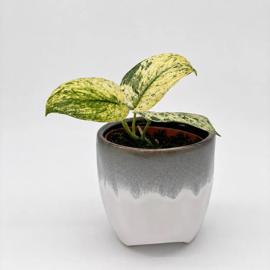 Scindapsus Jade Satin Marble
