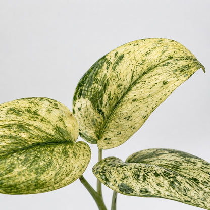 Scindapsus Jade Satin Marble
