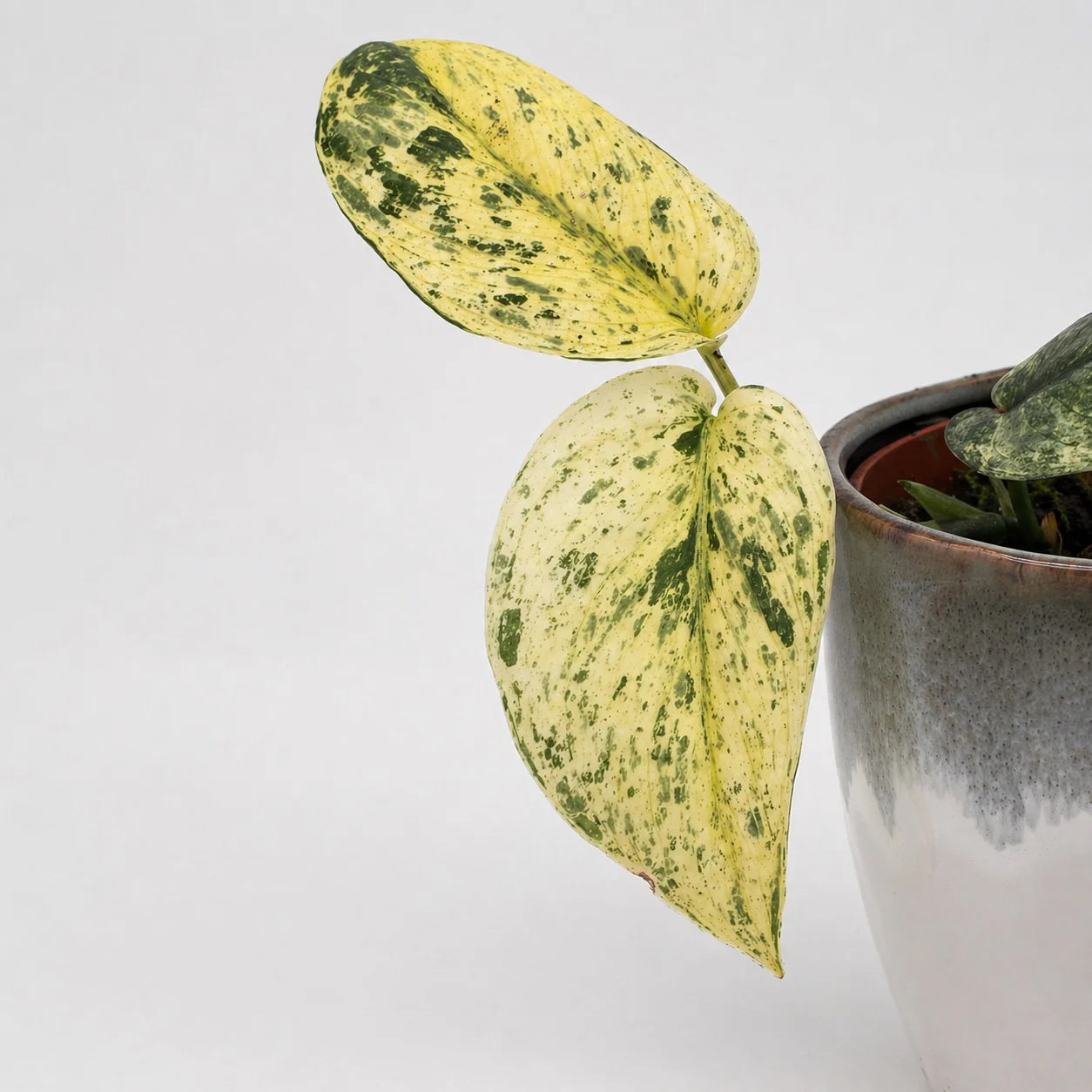 Scindapsus Jade Satin Marble