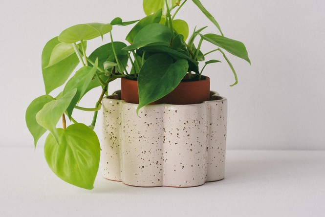 Philodendron mit hellgrünen Blättern in dekorativem weißem Selbstbewässerungsübertopf aus Keramik