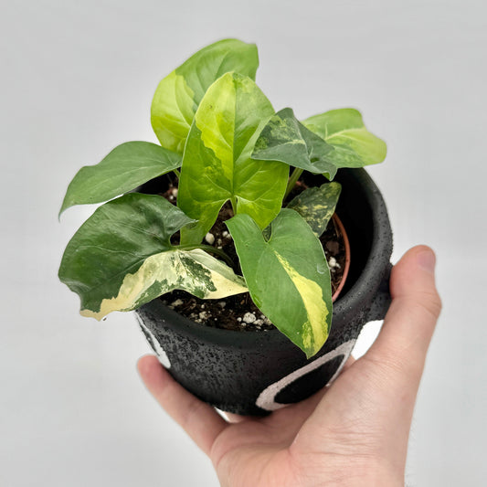 Syngonium aurea