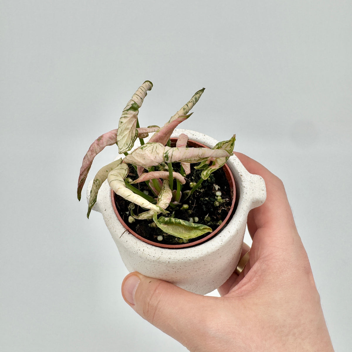 Syngonium Godzilla Pink in der Hand, im weißen Übertopf mit Henkeln: verdrehte, eingerollte Blätter in Creme und Rosa mit grünen Adern.