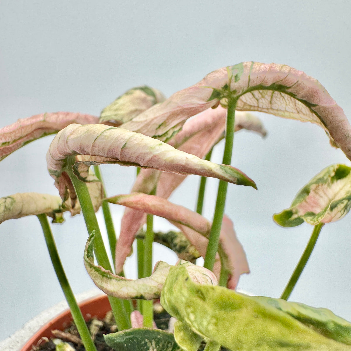 Blätter von Syngonium Godzilla Pink aus der Nähe: rosa gesprenkelte und cremefarbene Flächen, grün geadert und stark verdreht.