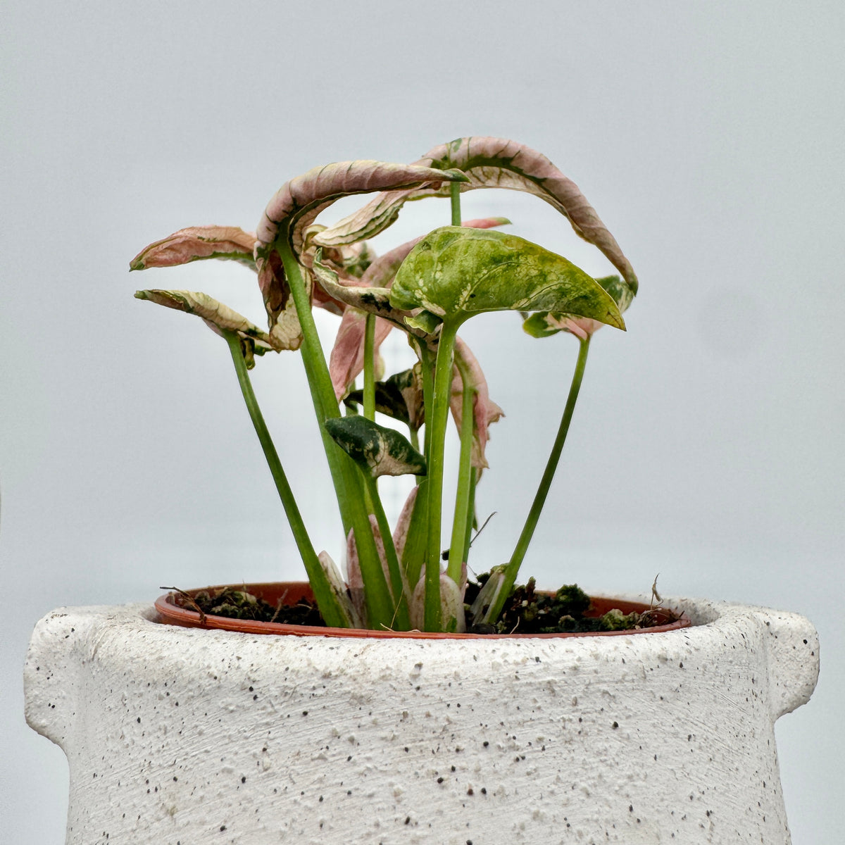 Syngonium Godzilla Pink von oben: eingerollte, cremeweiße und rosa Blätter mit feiner grüner Aderung.