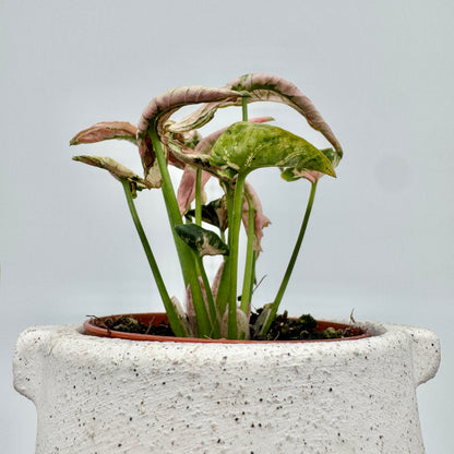 Syngonium Godzilla Pink von oben: eingerollte, cremeweiße und rosa Blätter mit feiner grüner Aderung.