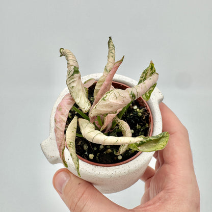 Kleine Syngonium Godzilla Pink in der Hand von oben, im weißen Übertopf: verdrehte Blätter überwiegend in Creme und Rosa.