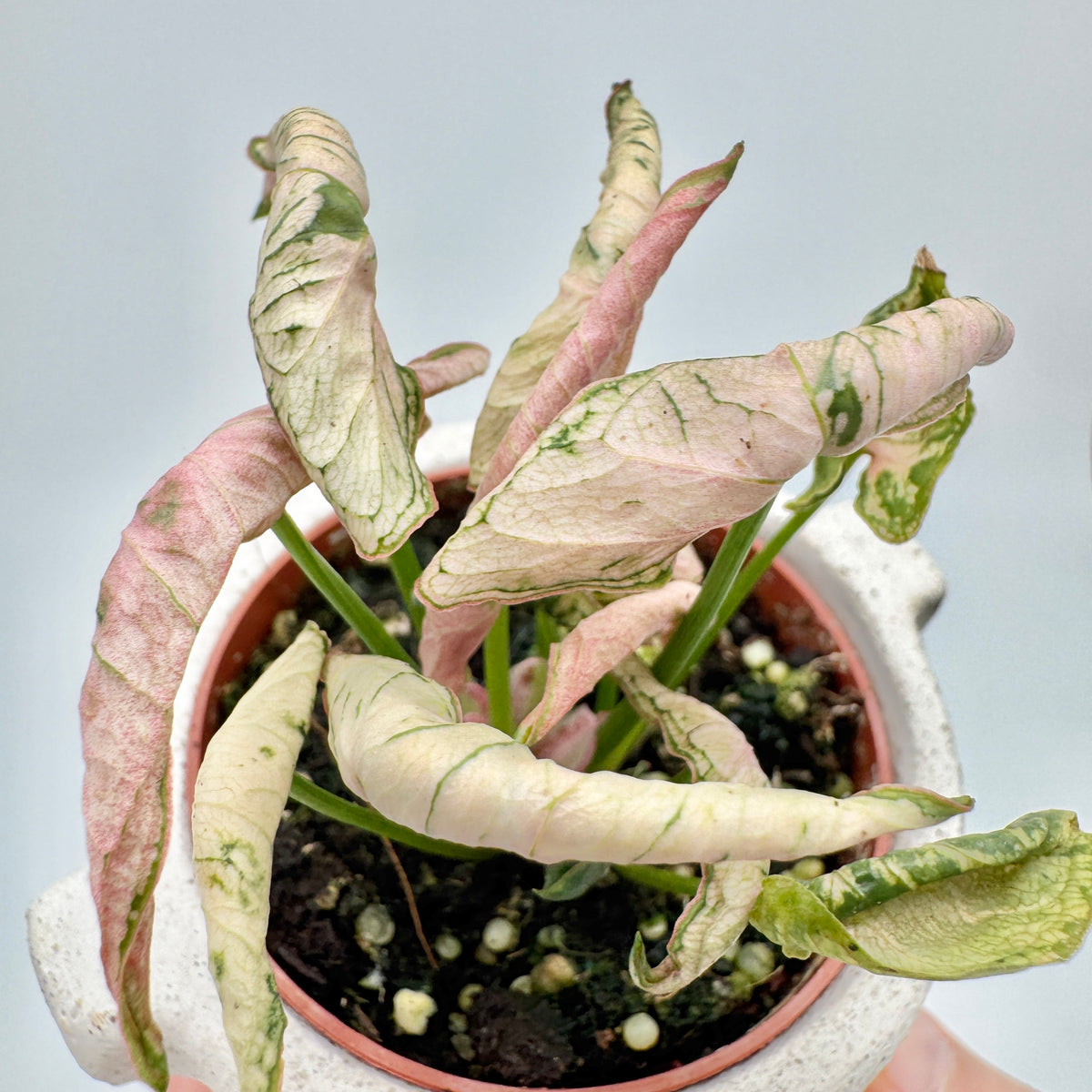 Syngonium Godzilla Pink von der Seite im weißen Übertopf: lange grüne Blattstiele mit gedrehten Blättern in Rosa, Creme und Grün.
