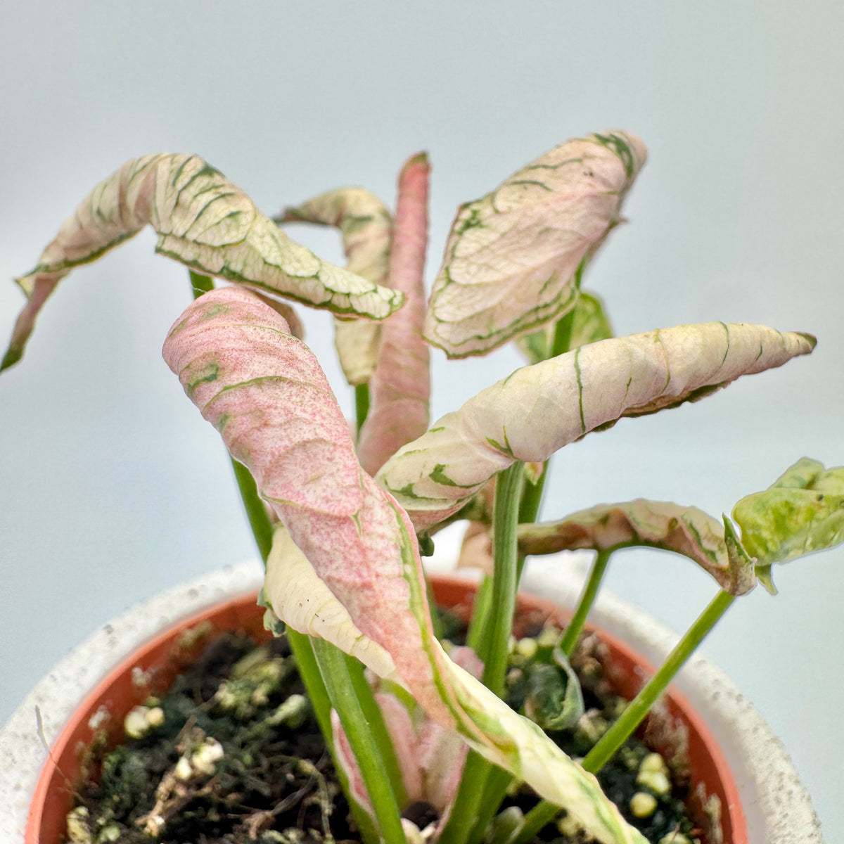 Nahaufnahme von Syngonium Godzilla Pink: rosa und cremefarbene, stark gewellte Blätter auf schlanken grünen Stielen.