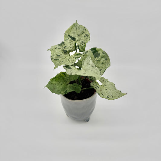 Syngonium Green Splash