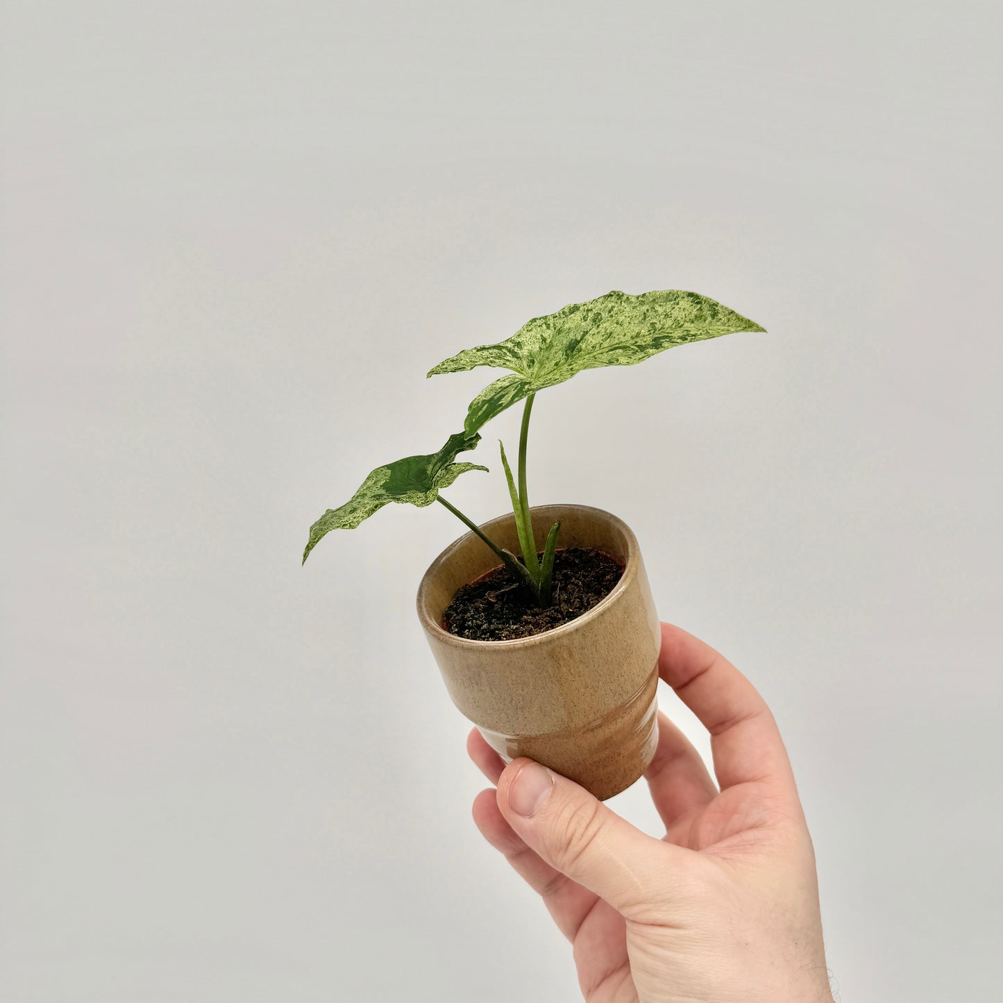 Syngonium Mottled