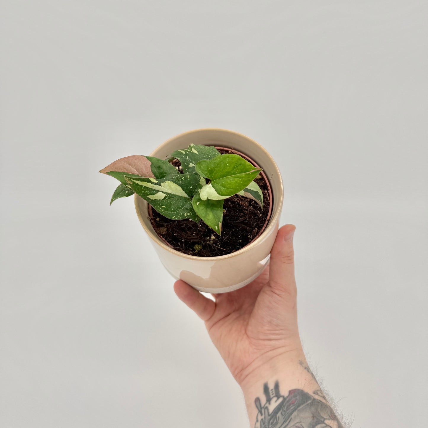Syngonium Red Spot Tricolor