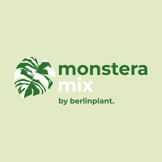 Berlinplant Aroidmix - Monstera