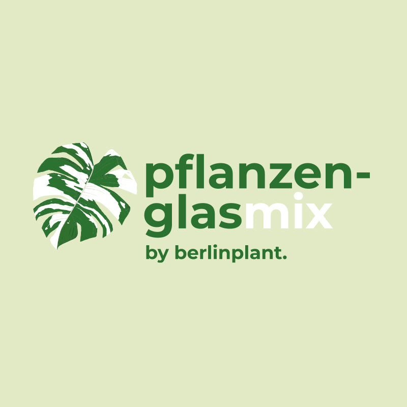 Berlinplant Aroidmix - Pflanzenglas