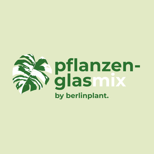 Berlinplant Aroidmix - Pflanzenglas